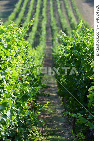 Beautiful vineyard on a sunny summer day. South Moravian wine region - Palava - Czech Republic. 94024926