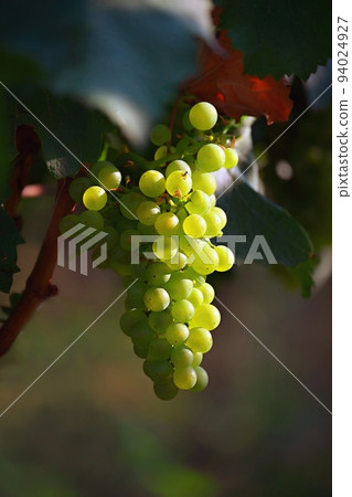 Beautiful fresh fruit - grapes growing in a vineyard. Harvest time - autumn fruit collection. South Moravian wine region - Palava - Czech Republic. 94024927