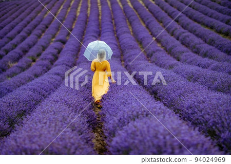 A middle-aged woman in a lavender field walks under an umbrella on a rainy day and enjoys aromatherapy. Aromatherapy concept, lavender oil, photo session in lavender A middle-aged woman in a lavender field walks under an umbrella on a rainy day and enjoys aromatherapy. Aromatherapy concept, lavender oil, photo session in lavender 94024969