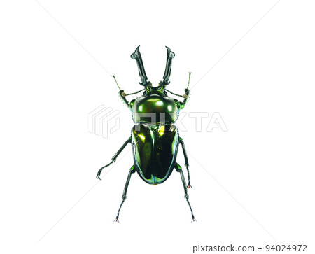 The world's most beautiful stag beetle The world's most beautiful stag beetle 94024972