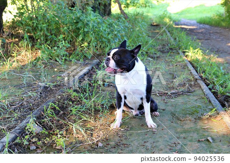 Mighty-kun, a cute Boston terrier who sits on the railroad tracks and enjoys the scenery while strolling along the discontinued Seibu Abina line♡ Mighty-kun, a cute Boston terrier who sits on the railroad tracks and enjoys the scenery while strolling along the discontinued Seibu Abina line♡ 94025536