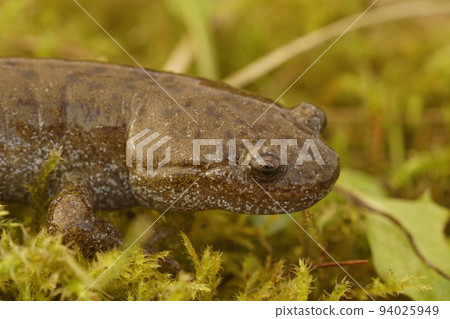 Closeup on an adult of the critically endangered Japanese Oita salamander Hynobius dunni sitting on green moss 94025949
