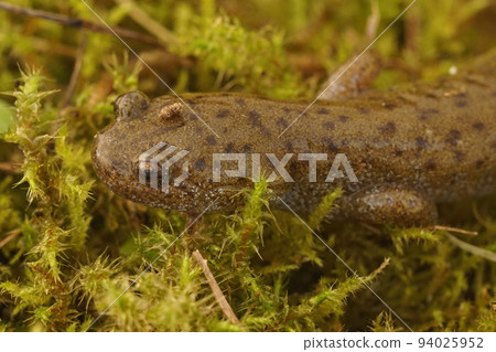 Closeup on an adult of the critically endangered Japanese Oita salamander Hynobius dunni sitting on green moss 94025952
