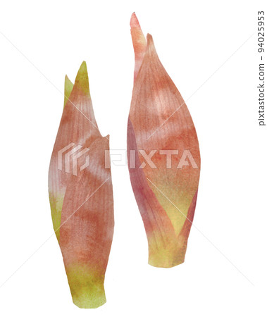 myoga 手繪水彩插圖 94025953