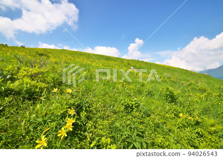 Nikkokisuge 車山 Nikkokisuge 車山 94026543