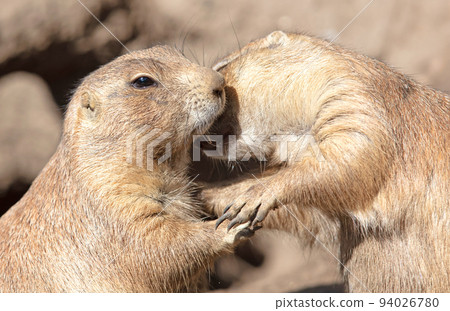 Pair of Prairie Dogs (Cynomys) exchanging loving effusions and appearing to be kissing Pair of Prairie Dogs (Cynomys) exchanging loving effusions and appearing to be kissing 94026780