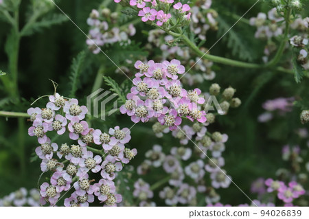 Pale pink flowers of yarrow blooming in a Japanese autumn garden 94026839