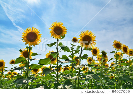 Sunflower flower Sunflower flower 94027009