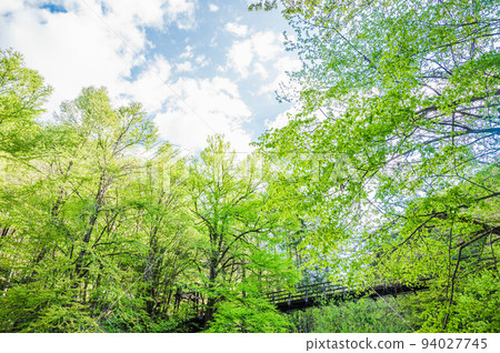The fresh green of Shirahone Onsen 94027745