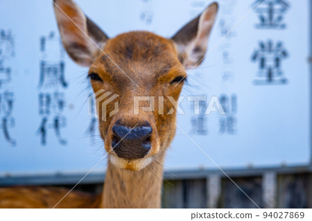 [#Nara] The deer of Kofuku-ji Temple getting tired in the summer 06 94027869