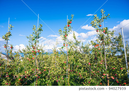 Apple Tree Sansa Apple Tree Sansa 94027939