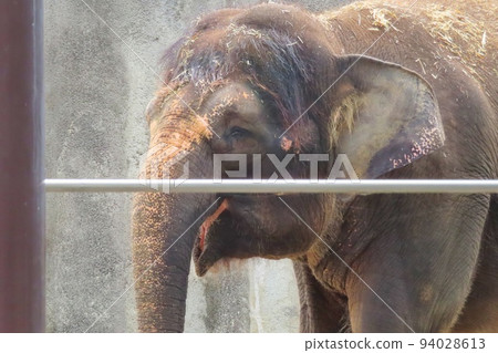 [廣島縣]福山市動物園受歡迎的婆羅洲象Fuku-chan 94028613