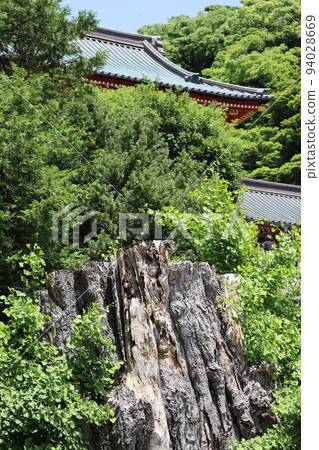 Great ginkgo of Tsuruoka Hachimangu Shrine Great ginkgo of Tsuruoka Hachimangu Shrine 94028669