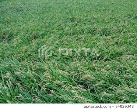 稻田 稻田 94029348