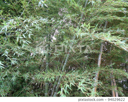 Bamboo grove Bamboo grove 94029622