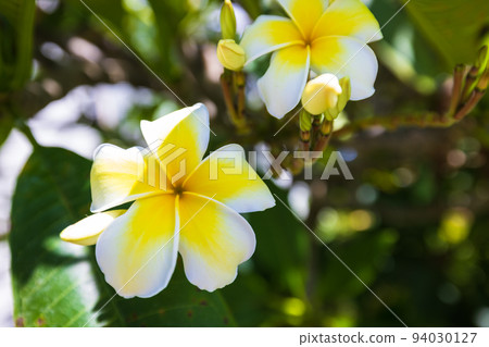 garden plumeria garden plumeria 94030127
