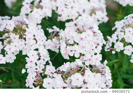White Phlox flowers grow in the garden in summer. Flower background 94030571