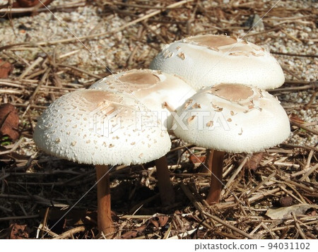 Oshiro parasolata (state in transition from larval fungus with umbrella opening to adult fungus) 94031102