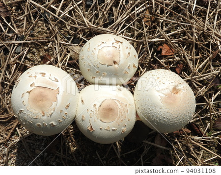 Oshiro parasolata（從繖形開放的幼蟲真菌到成蟲的過渡狀態） 94031108