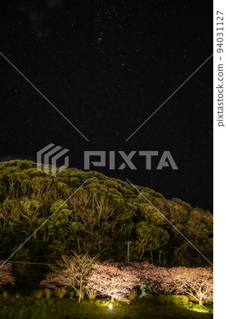 河津櫻花在夜晚點亮 94031127