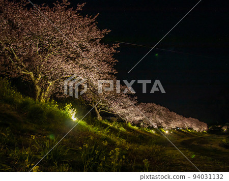Kawazu cherry blossoms lit up at night Kawazu cherry blossoms lit up at night 94031132