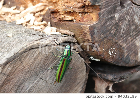 Buprestidae（Yamatotamamushi） 94032189