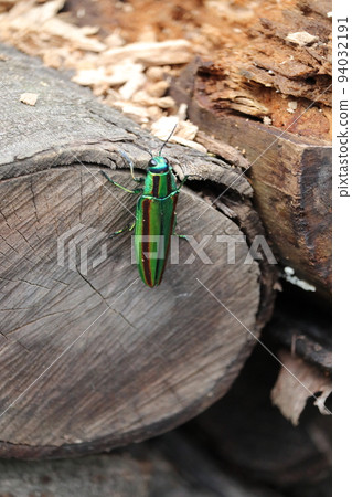 Buprestidae（Yamatotamamushi） 94032191