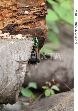 Buprestidae（Yamatotamamushi） 94032192