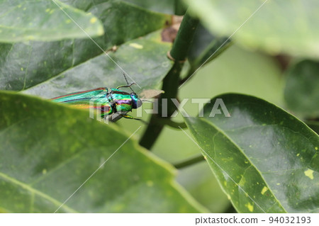 Buprestidae（Yamatotamamushi） 94032193
