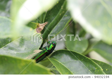 Buprestidae(Yamatotamamushi) Buprestidae(Yamatotamamushi) 94032194