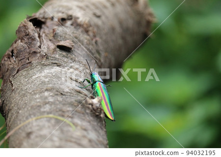 Buprestidae(Yamatotamamushi) Buprestidae(Yamatotamamushi) 94032195