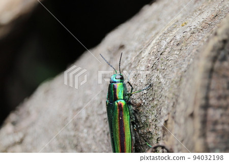 Buprestidae(Yamatotamamushi) Buprestidae(Yamatotamamushi) 94032198