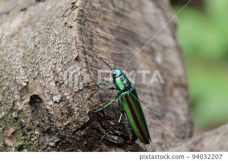 Buprestidae(Yamatotamamushi) Buprestidae(Yamatotamamushi) 94032207