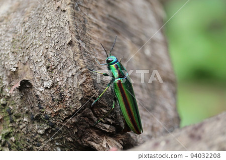 Buprestidae（Yamatotamamushi） 94032208