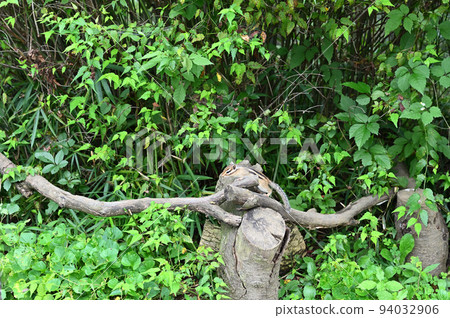 A running chipmunk 94032906