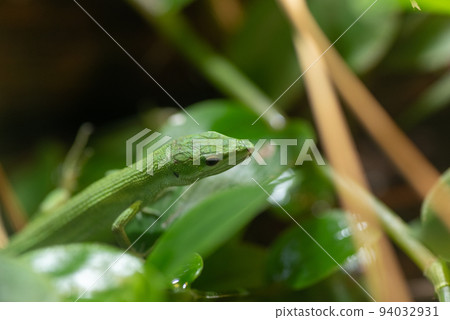 Beautiful green Miyako Kanaebi 94032931