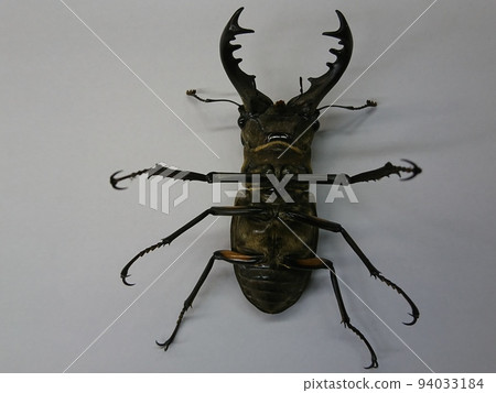 Stag beetle lying on its back (male) Stag beetle lying on its back (male) 94033184