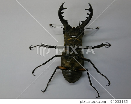 Stag beetle lying on its back (male) Stag beetle lying on its back (male) 94033185