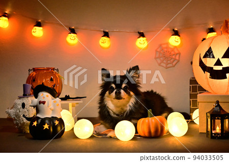 Chihuahua Halloween Chihuahua Halloween 94033505