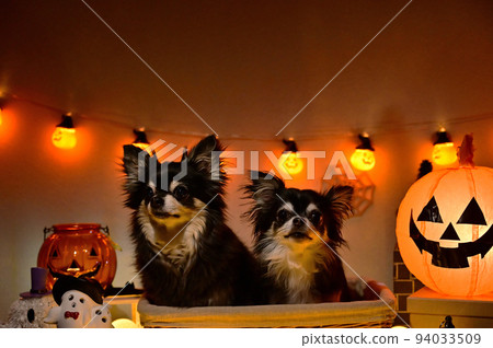 Happy Halloween with smiling Chihuahuas Happy Halloween with smiling Chihuahuas 94033509
