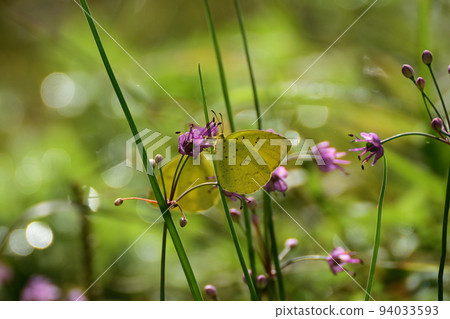 花 花 94033593