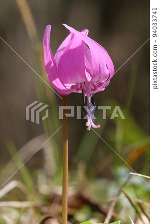 Dogtooth violet flower pink wildflowers close-up 94033741