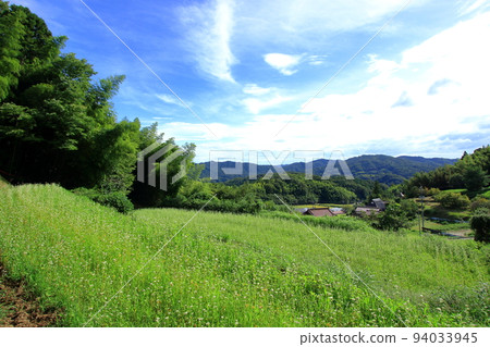 Satoyama scenery with buckwheat fields with vivid greenery Satoyama scenery with buckwheat fields with vivid greenery 94033945