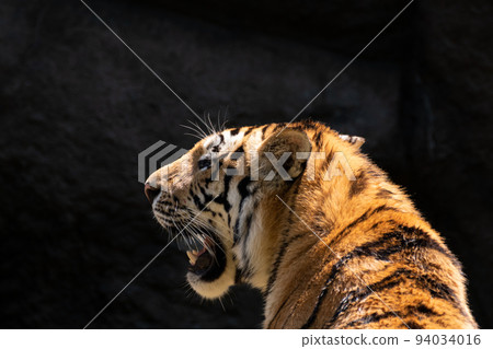 Cool tiger 94034016