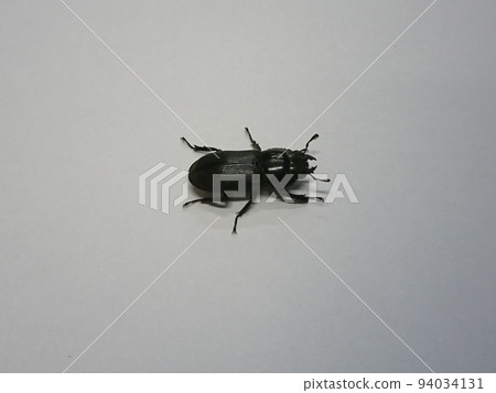 小條紋鍬蟲（雄性） 94034131