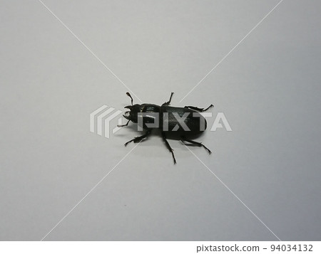 小條紋鍬蟲（雄性） 94034132