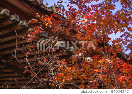 Izu Shuzenji Temple in autumn, the bell tower and maple trees in the precincts 94034242