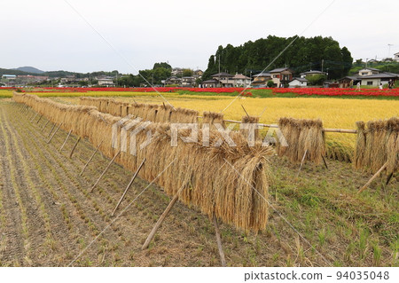 Ibaraki Hitachiota Genji River cluster amaryllis and rice rack Ibaraki Hitachiota Genji River cluster amaryllis and rice rack 94035048