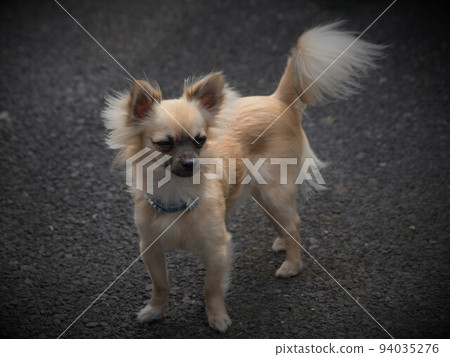 chihuahua tiny little dog 94035276