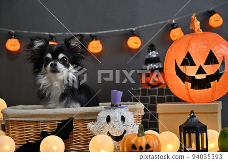 Chihuahua Halloween Chihuahua Halloween 94035593